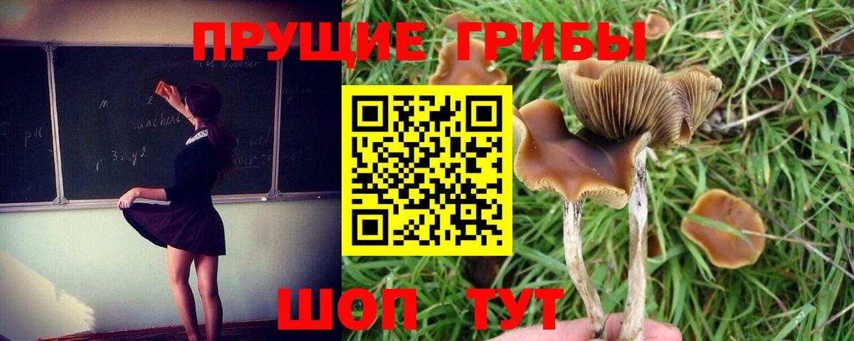 Гурьевск  Псилоцибиновые грибы Magic Shrooms  Вход с VPN  Псилоцибиновые грибы мухоморы 